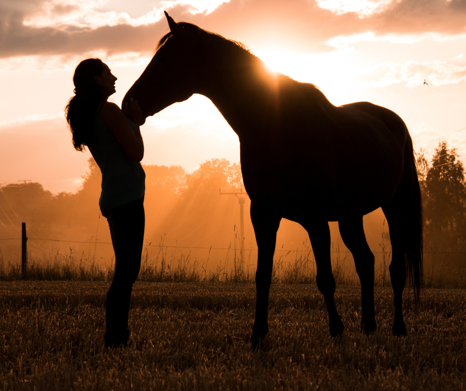 تربية الخيل العربي