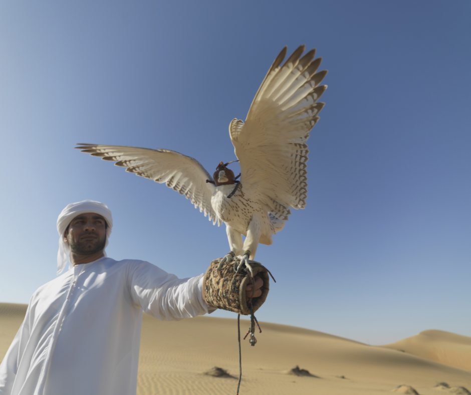 الصقور في الحضارة العربية
