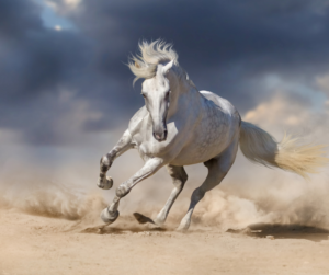 الخيل العربي الأصيل: جوهرة الصحراء وأيقونة الفخامة
