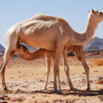 لبن الإبل: نبع الصحة في الصحراء