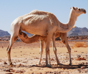 لبن الإبل: نبع الصحة في الصحراء