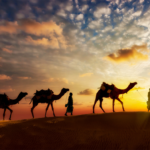 الجمال: سفينة الصحراء وسفراء التراث العربي