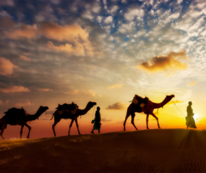 الجمال: سفينة الصحراء وسفراء التراث العربي