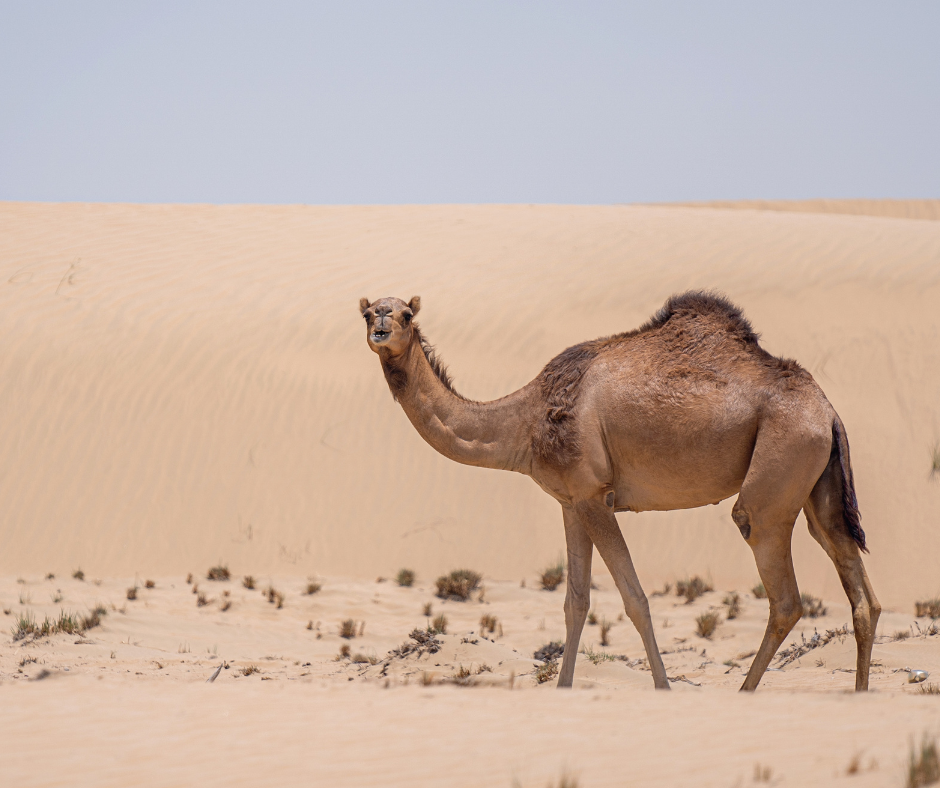 الجمل العربي احادي السنام