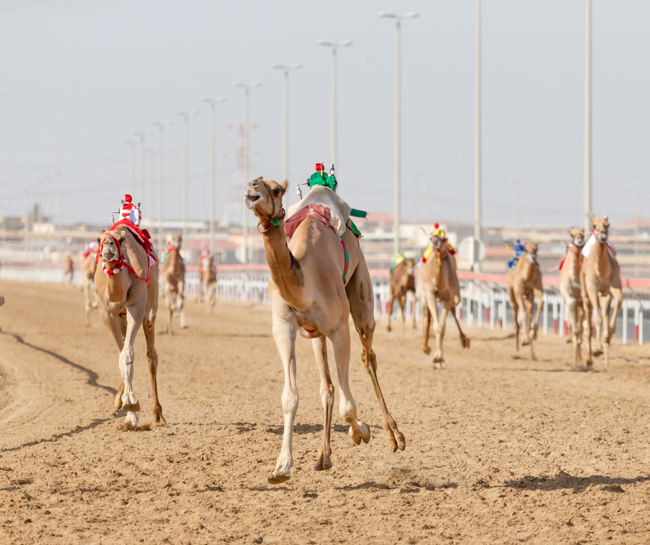 سباقات الهجن