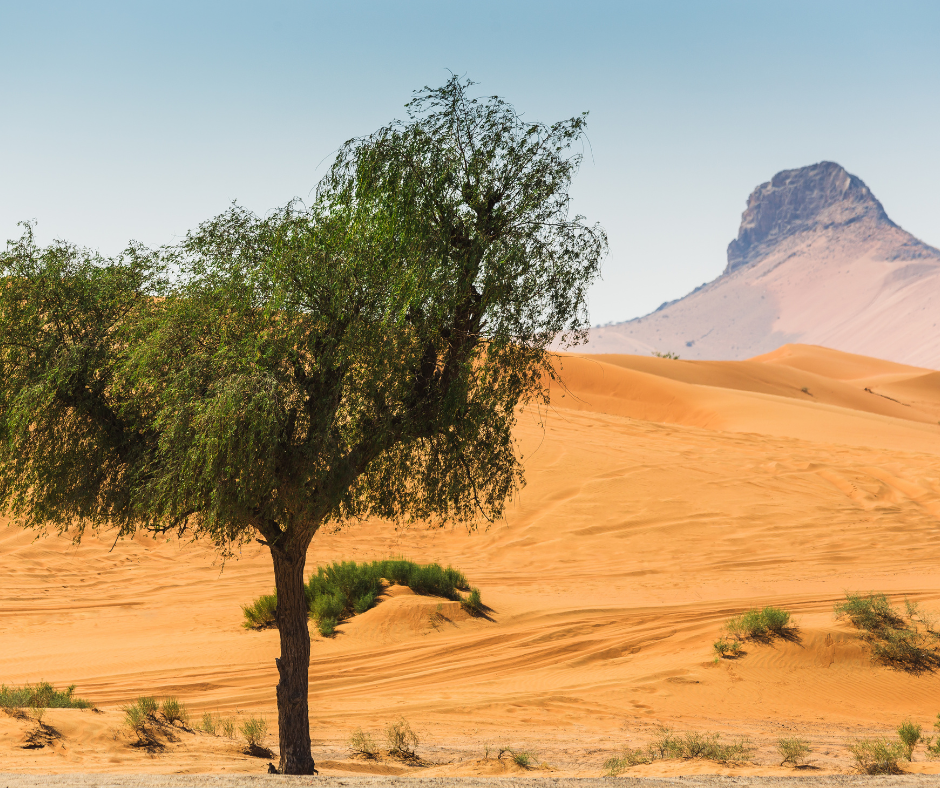 صحراء سيناء