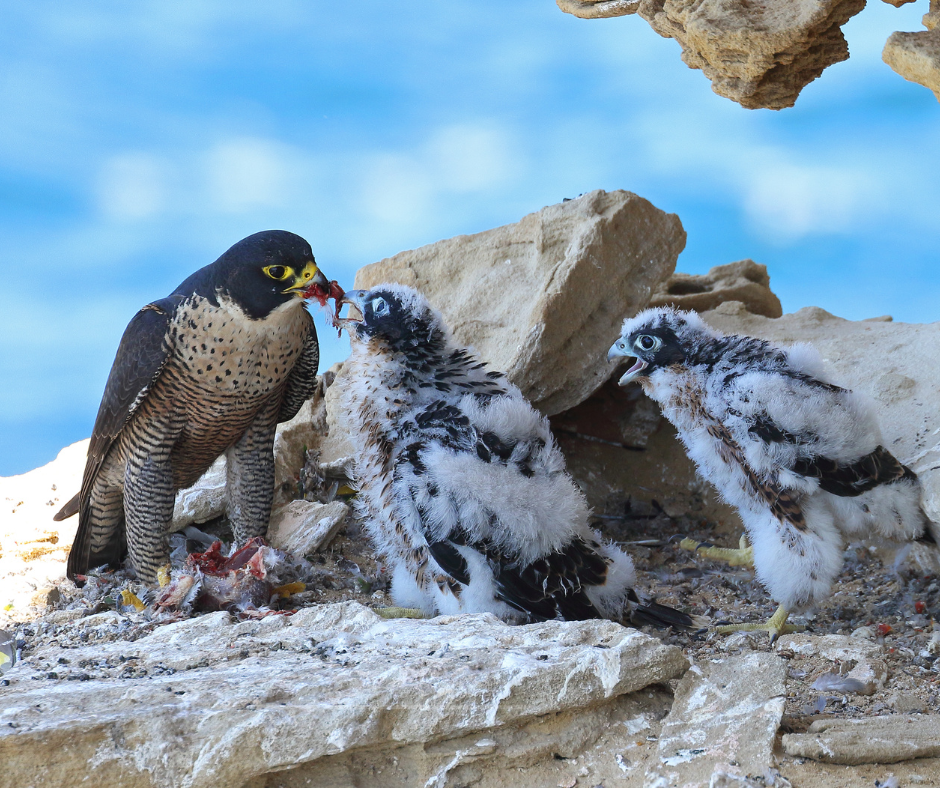 صقور المستقبل: بين التحديات والآمال، مستقبلنا بأيدينا