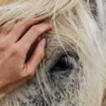 مواصفات الخيل العربي الأصيل