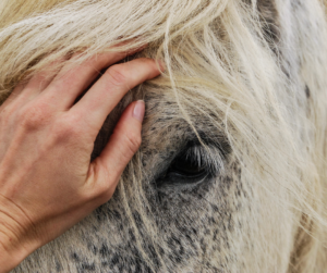 مواصفات الخيل العربي الأصيل