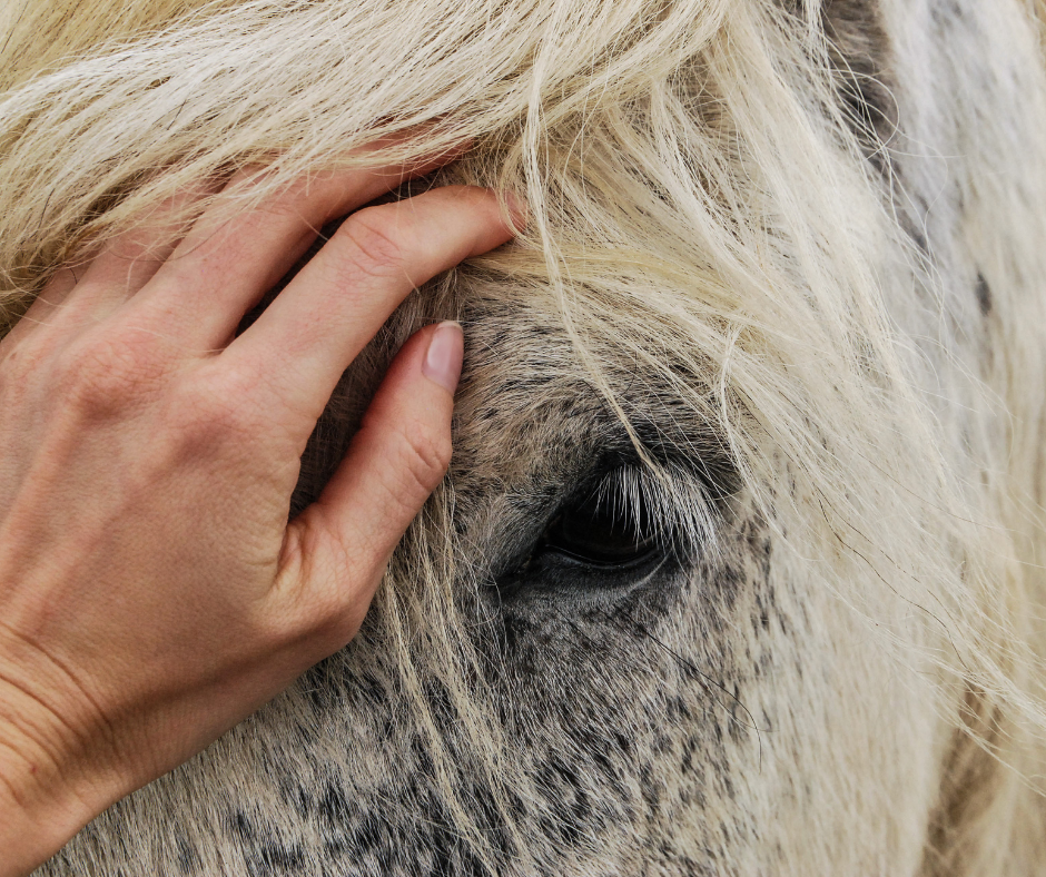 مواصفات الخيل العربي الأصيل