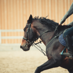 رعاية الخيل العربية: دليل شامل للعناية، التغذية، التدريب، والأمراض الشائعة
