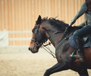 رعاية الخيل العربية: دليل شامل للعناية، التغذية، التدريب، والأمراض الشائعة