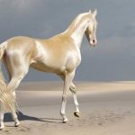 كيف تتعرف على السلالات النادرة للخيول