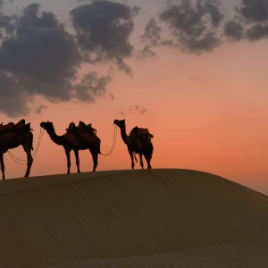 a-day-in-the-life-of-a-bedouin